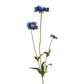 Scabiosa Blauw