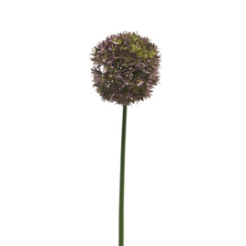 Allium tak Paars