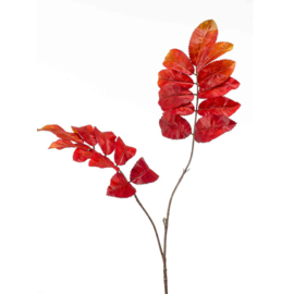 Melianthus tak oranje
