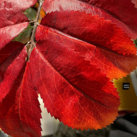 Melianthus tak oranje