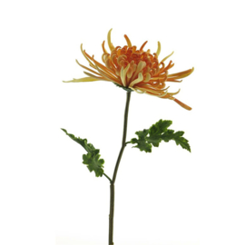 Chrysant peach