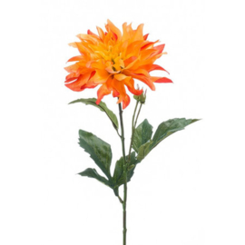 Dahlia tak Oranje