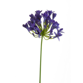 Agapanthus tak Blauw