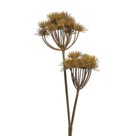 Heracleum 2 tak bruin