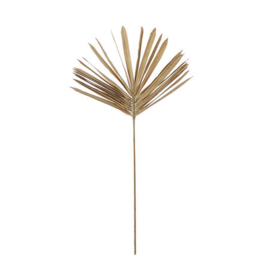 Waaierpalm