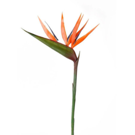 Strelitzia tak oranje