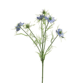 Nigella Damascena tak blauw