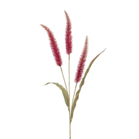 Pennisetum roze