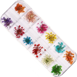 Gedroogde bloemen set