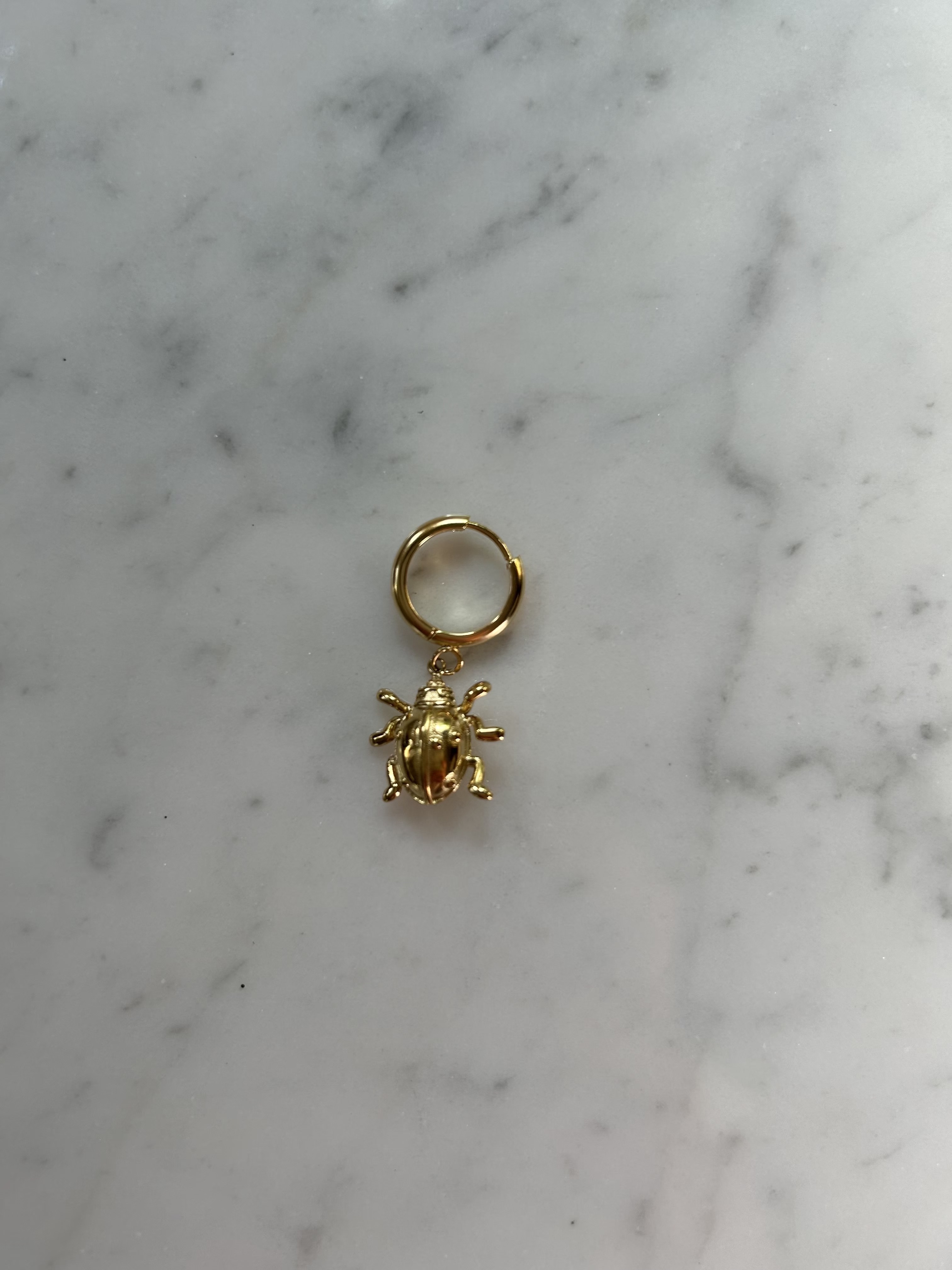 Golden ladybird