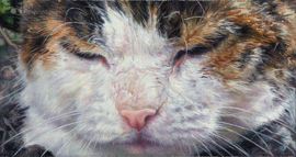 Adriana van Zoest, "Cats eyes"