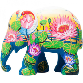 Amazing Lotus - 20 cm