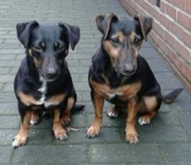 Houten huisdier gemaakt vanaf een foto