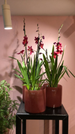 DutZ vaas inclusief orchidee