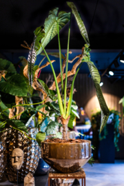 Alocasia in lage pot