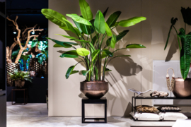 Strelitzia in gouden pot