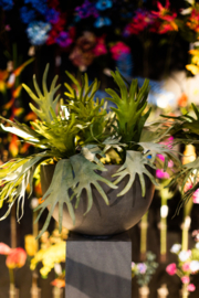 Hertshoorn in lage pot