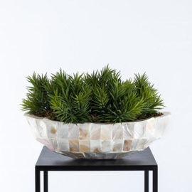 Pot Shell Crème ovaal