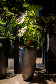 Pot met monstera plant hoog