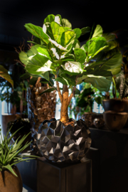 Ficus in pot