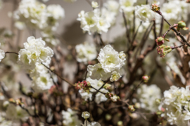 Bloesem met takken in witte schaal