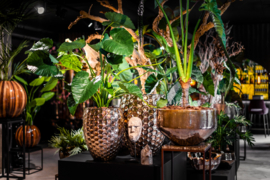 Honingraat pot (links) met alocasia