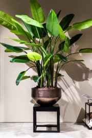 Strelitzia in gouden pot