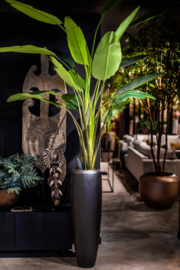 Pot zwart met strelitzia plant hoog