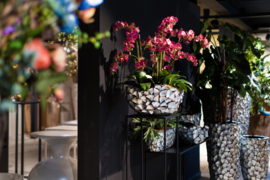 Orchideeën in pot