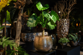 Koperen pot met alocasia