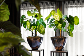 Alocasia in glanzende pot