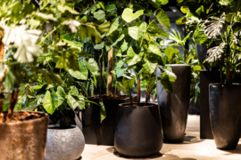 Pot zwart met alocasia