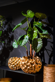 Alocasia in gouden pot