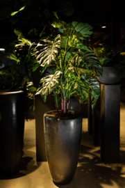 Antracieten pot met monstera plant