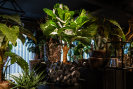 Ficus in pot