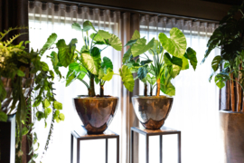 Alocasia in glanzende pot