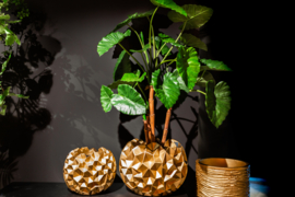 Alocasia in gouden pot