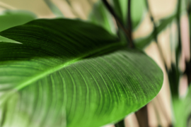 Strelitzia in gouden pot
