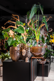 Alocasia in lage pot