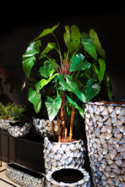 Philodendron in witte pot
