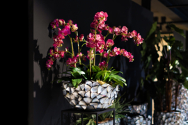 Orchideeën in pot