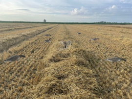 Layout blind wetland camouflage