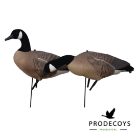 Canadese gans lokkers 12 stuks full body