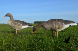 Rietgans lokkers 12 stuks full body