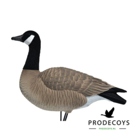 De elite series full body Canadese gans lokkers painted