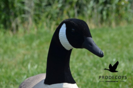 Canadese gans lokkers 12 stuks full body