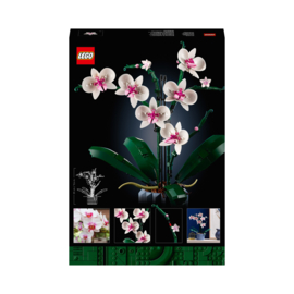 10311 - Orchidee