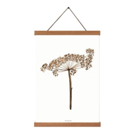 Planten poster - Heracleum