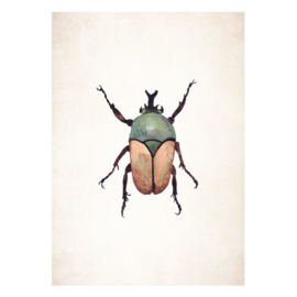 Poster A5 - Beetle Brown