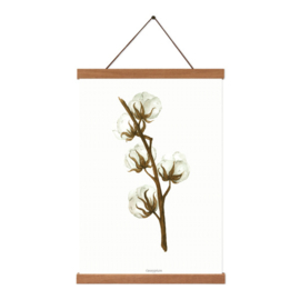 Planten poster - Gossypium